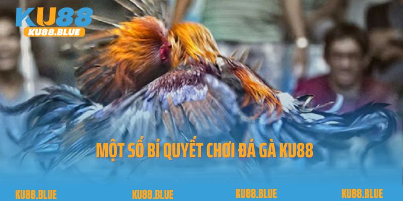 Một số bí quyết chơi đá gà Ku88