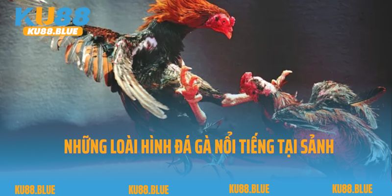 Những loài hình đá gà nổi tiếng tại sảnh